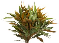 ISRAEL GOLD GREVILLEA