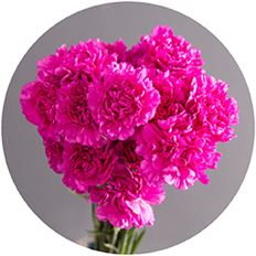 CARNATION LAVENDER