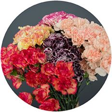 CARNATION NOVELTY