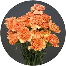 CARNATION ORANGE