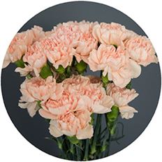 CARNATION PEACH