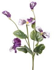 PANSY STEM BUNCH X4 12" PURP