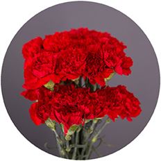 CARNATION RED
