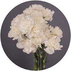 CARNATION WHITE