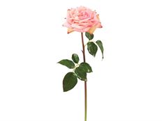 ROSE WESTMINSTER 20.5" NAT PINK