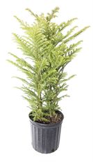 9"  NORFOLK ISLAND PINE