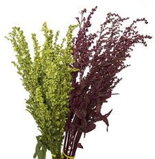 RUMEX/UNICORN/DOCK