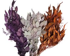 SEEDED EUCALYPTUS TINTED