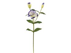 LISIANTHUS 22" NAT BLUE WHITE