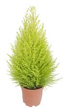 6" GOLDCREST CYPRESS