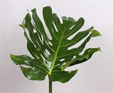 MONSTERA LEAVES LARGE
