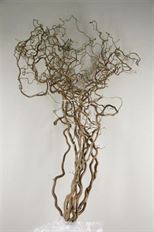 CURLY WILLOW MEDIUM