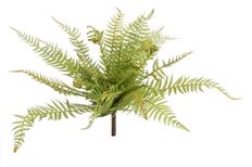 BOSTON FERN BUSH 20" GREEN