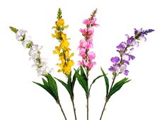 SNAP DRAGON 32" 4ASST PWYL