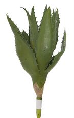 CACTUS SUCCULENT GREEN