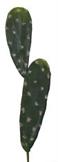 CACTUS STEM 16&quot; GREEN