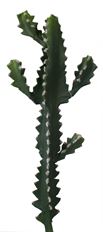 CACTUS STEM 22&quot; GREEN