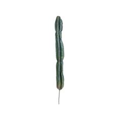 CACTUS 42&quot; GREEN