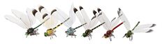 DRAGONFLY 2.5X3.75" ASSORTED 12/PK