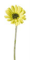 GERBERA STEM MINI 17" GREEN