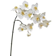 ORCHID PHALAENOPSIS 35" WHIT