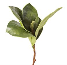 MAGNOLIA LEAF PICK 12" GREEN