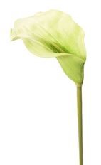 CALLA LILY 25&quot; STEM GREEN