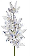 ORCHID DYNASTY 28" WHITE BLUE