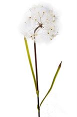 DANDELION ROUND 36" CREAM