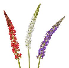 DIGITALIS SPRAY 4AST 30"