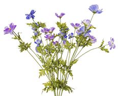 COSMOS BUSH 23.5"H LILAC BLUE X5