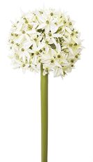 ALLIUM 37" WHITE/ GREENN
