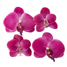 FLOATING PHALAENOPSIS BLOOMS