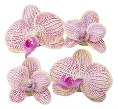 FLOATING PHALAENOPSIS BLOOMS