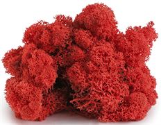 MOSS REINDEER 8 OZ RED