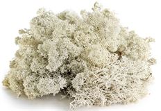 MOSS REINDEER 8 OZ WHITE