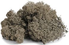 MOSS REINDEER 8 OZ CASHMERE