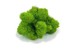 MOSS REINDEER SPRING GREEN 4 OZ/PKG