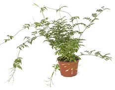 6" JASMINE (UPRIGHT)