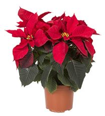 6.5" RED POINSETTIA