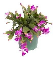 6" CHRISTMAS CACTUS
