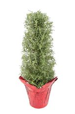 6" ROSEMARY TREE