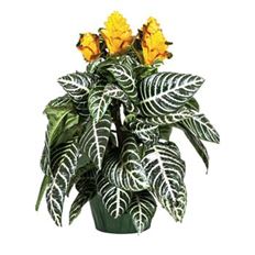 6" ZEBRA PLANT