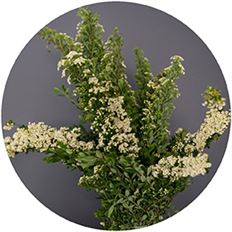 SPIRAEA