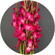 GLADIOLA