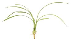 ORCH. CYMBIDIUM LEAF 26" GREEN