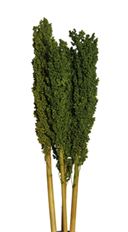 MILO BERRY GREEN 3-4/PK