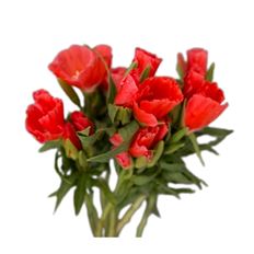 GODETIA ASSTORTED COLORS