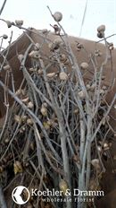 ACORN BRANCHES