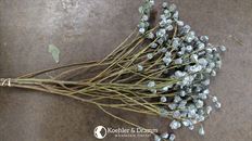 SILVER BELL EUCALYPTUS PODS